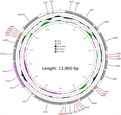 Genetic Characterization and Phylogenetic Analysis of Fasciola Species Isolated From Yaks on Qinghai-Tibet Plateau, China